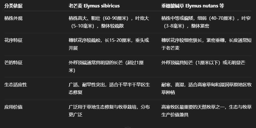 老芒麦与常见“披碱草”类物种(如垂穗披碱草)